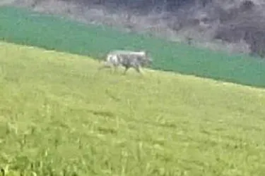 Un loup a-t-il vraiment été aperçu en Haute-Loire ? La vidéo d'un témoin