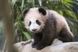 Cinq mots pour décrire le bébé panda de Beauval à l'âge de six mois