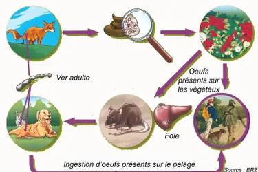 L'échinococcose alvéolaire : une maladie liée à l’altitude en Auvergne