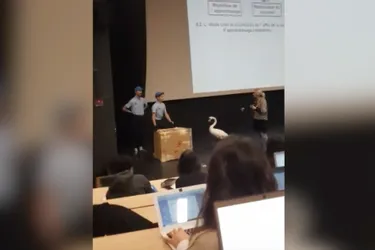 Pour séduire une étudiante de Clermont-Ferrand, ils capturent un cygne
