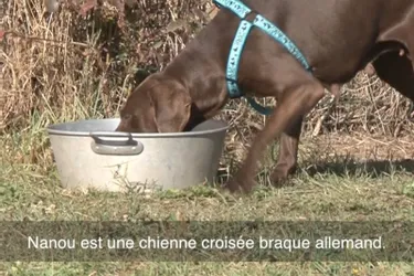 Nanou, chienne croisée braque allemand, attend d'être adoptée à l'APA du Puy-de-Dôme
