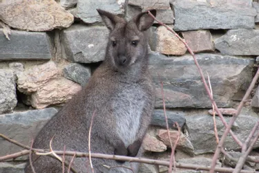 Un wallaby évadé de son enclos retrouvé par les services techniques de Domérat (Allier)
