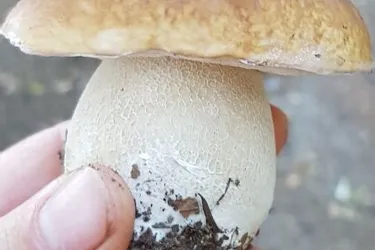 Les cèpes montrent le bout de leur nez