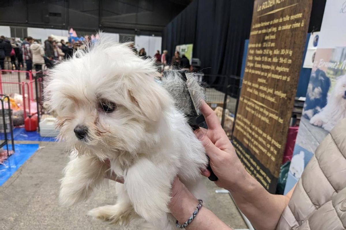Le salon du chiot d&rsquo;Orléans ouvre ses portes à CO&rsquo;Met durant deux jours