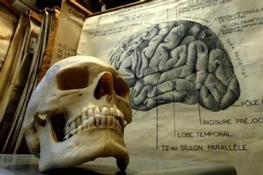 Les neurosciences cognitives pour booster notre cerveau