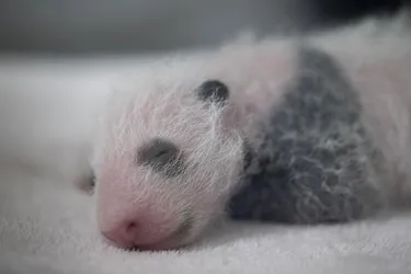 [Photos] Des nouvelles rassurantes de toute la famille panda du ZooParc de Beauval