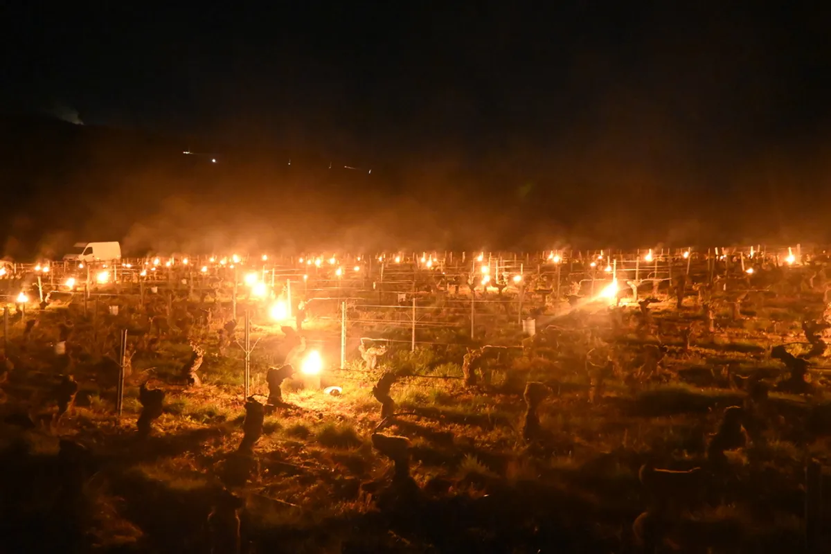 "On a commencé à allumer les bougies" : reportage lors d'une nuit de gel et de flammes dans les vignes du Cher