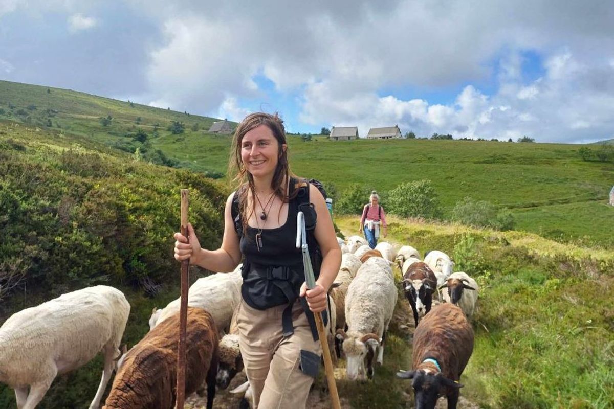 Dans le Puy-de-Dôme, cette bergère n'en finit pas de compter les moutons -  La Montagne