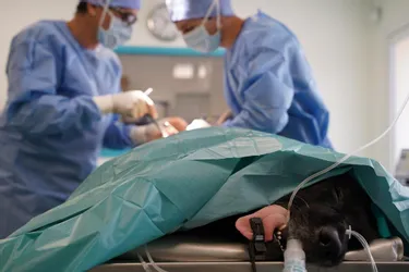 Une chirurgie innovante pour soulager les chiens