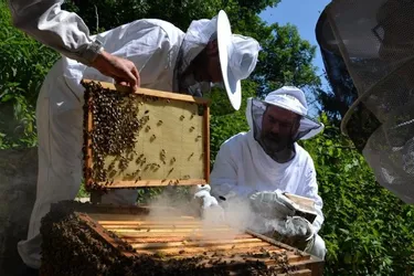 « Promouvoir la santé de l’abeille »