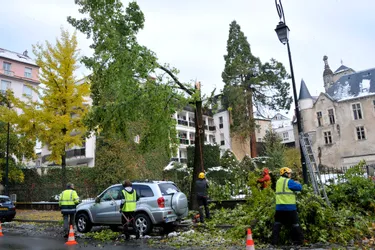 Intempéries à Vichy : pourquoi autant d'arbres ont-ils été cassés par la neige ?