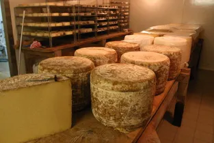 Le salers ne fait pas partie des fromages protégés au Canada