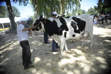 Festival de l'élevage : le palmares du concours Prim'Holstein