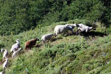 Plus d'une quarantaine de bêtes tuées en estive dans le Cantal depuis le mois de juin