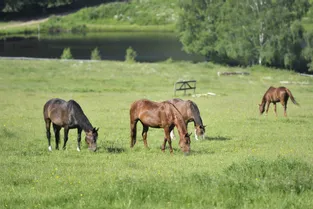 Un nouveau cas de cheval retrouvé mort avec une oreille découpée, à Loubeyrat (Puy-de-Dôme)