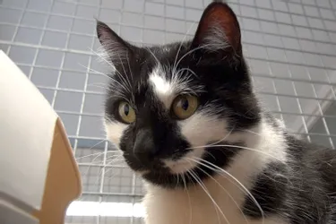 Mounette, une chatte de caractère, à adopter à l'APA du Puy-de-Dôme