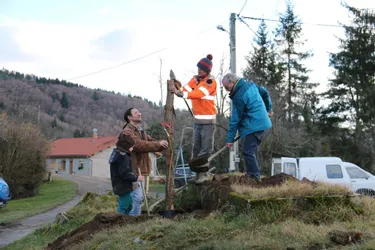 Les habitants ont planté 28 jeunes arbres sur la commune