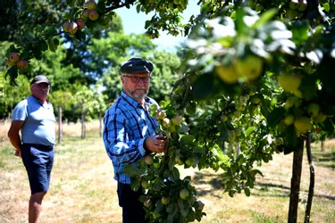 A Saint-Clément, en Corrèze, 80 variétés de pommes locales sont cultivées