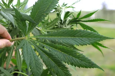 Une culture de trente pieds de cannabis découverte en Corrèze