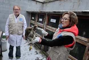 Le Centre de sauvegarde des oiseaux sauvages de Clermont-Ferrand ferme pour travaux