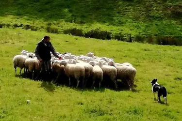 Les moutons étaient sous bonne garde !