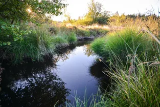 Sécheresse, biodiversité, dérèglement climatique : les zones humides de la Creuse pourraient bien être sa planche de salut