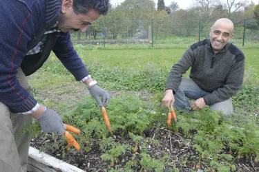 Une petite équipe invitée par le centre social d’Avermes cultive un jardin durable aux Isles