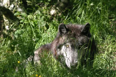 "Vivre avec le loup : pas question" : des éleveurs du Cantal sont en colère