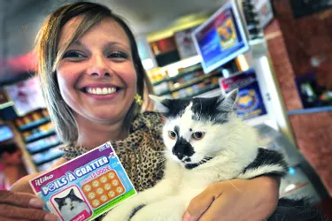Gribouille, chat aurillacois de 3 ans, a été sélectionné pour illustrer le jeu « Poils à gratter »
