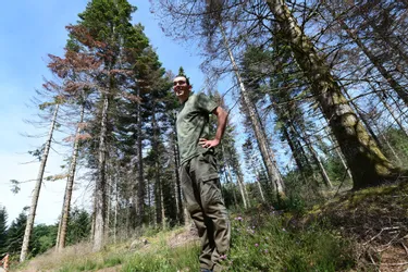 Des sapins victimes de la sécheresse devenus dangereux sont abattus dans la forêt de Sédières (Corrèze)