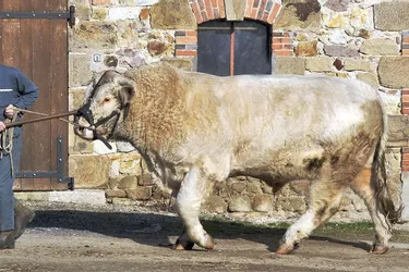 Le Gaec Clame-Andriot présentera un taureau charolais reproducteur de 1.380 kilos