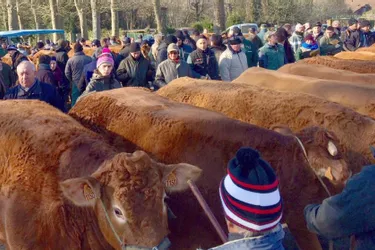La limousine domine le cheptel de vaches à viande en Nouvelle-Aquitaine