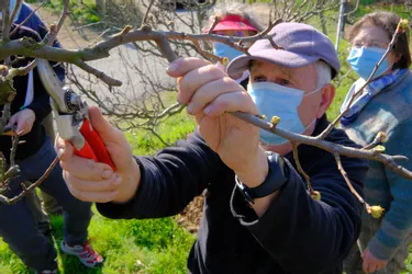 Découvrez en vidéo les conseils de taille des amis des arbres de Creuzier-le-Vieux (Allier)