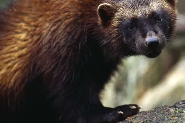 Le Parc animalier d’Auvergne ouvre vendredi, avec une philosophie de sauvegarde des espèces