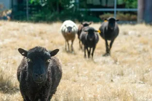 Le mouton d’Ouessant : une race rustique idéale