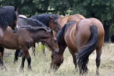 Les chevaux de race auvergne convergeront à Issoire dimanche