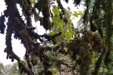 Le lichen, quand l’union fait la force