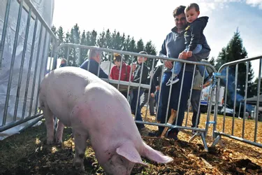 La fête du cochon de Neuville a réuni autour de 3.500 invités, hier, pour sa douzième édition