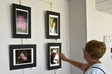 Galerie de portraits pour des orchidées