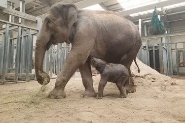 Naissance d'un éléphanteau au parc d'attractions et animalier du PAL dans l'Allier