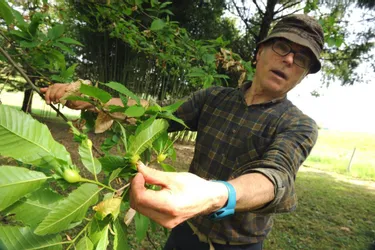 Alerte au cynips en Châtaigneraie, un insecte qui menace la production