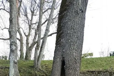68 arbres du parc paysager condamnés à l’abattage