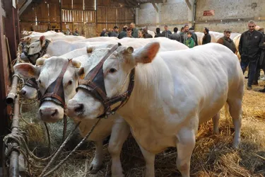 70 bovins attendus au concours agricole