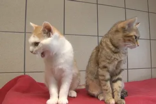 Mimolette et Gouda, deux chatons de 5 mois à adopter à l'APA du Puy-de-Dôme