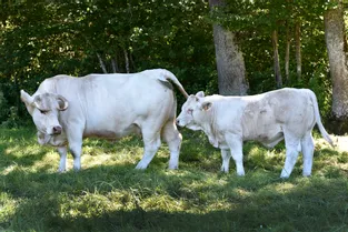 La charolaise, première race bovine française, va vivre une scission historique