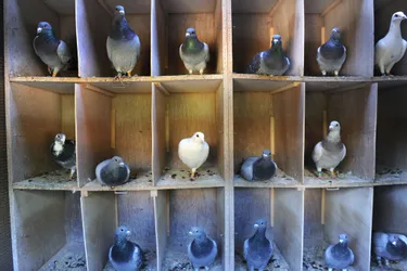 Le Tour de France de pigeons voyageurs comptera un départ à Limoges, le 15 juin