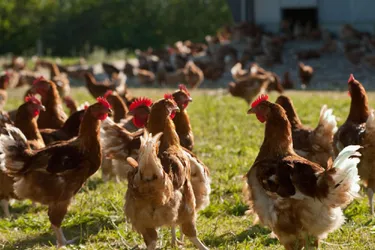 Grippe aviaire : en Corrèze, les détenteurs de volailles doivent se faire connaître auprès de leur mairie