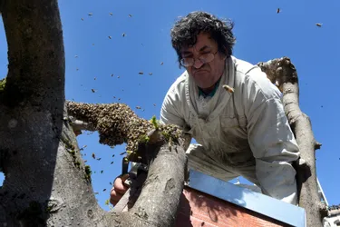 Un essaim d'abeilles sauvages exfiltré de la place Jean-Tavé