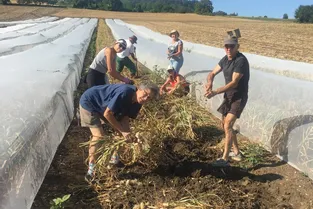 La récolte a commencé samedi à Saint-Georges-sur-Allier