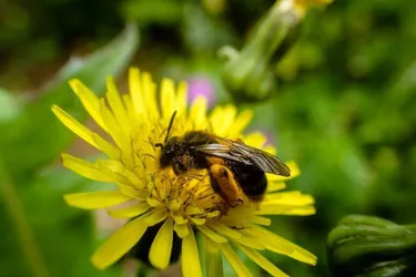 Les abeilles et leur avenir seront au cœur d’une conférence à Guéret